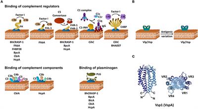 Immune Evasion Strategies of Relapsing Fever Spirochetes